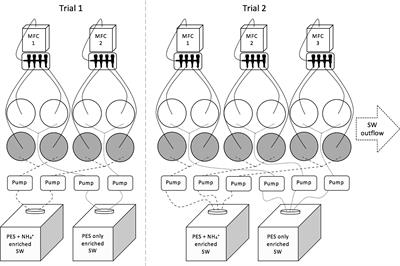 Ocean acidification and ammonium enrichment interact to stimulate a short-term spike in growth rate of a bloom forming macroalga